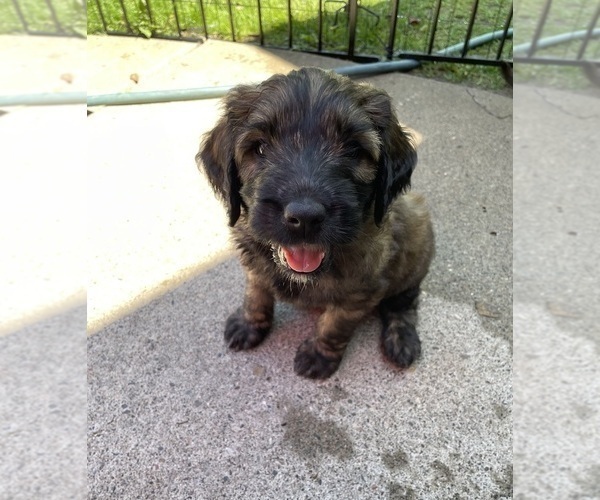 Medium Photo #5 Saint Berdoodle Puppy For Sale in ELK RIVER, MN, USA