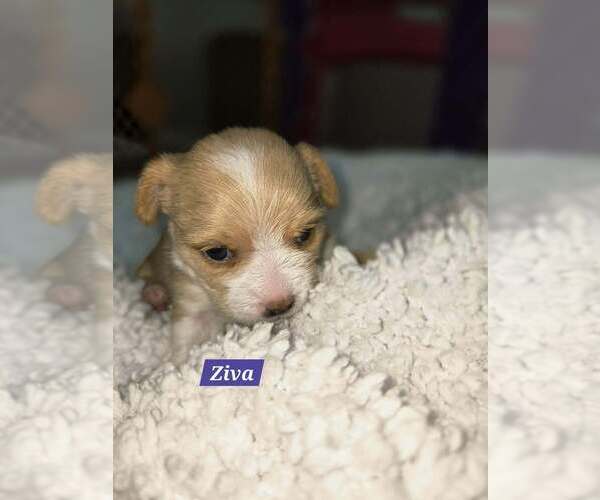 Medium Photo #2 Mal-Shi Puppy For Sale in Plantation, FL, USA