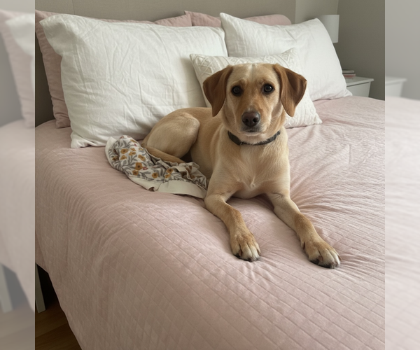 Medium Photo #1 Labrador Retriever-Unknown Mix Puppy For Sale in MIDWAY, UT, USA