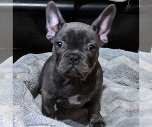 French Bulldog Puppy for sale in LEHIGHTON, PA, USA