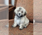 Small Photo #4 Havanese Puppy For Sale in MULVANE, KS, USA