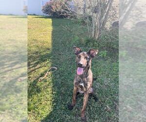 Labrador Retriever-Unknown Mix Dogs for adoption in Ocala, FL, USA