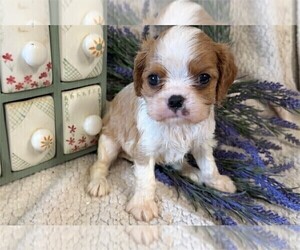 ShihPoo Puppy for sale in DACULA, GA, USA