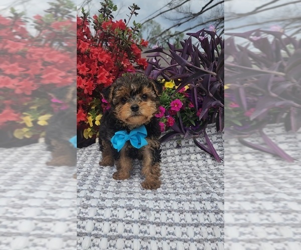 Medium Photo #3 Yorkshire Terrier Puppy For Sale in INDIANAPOLIS, IN, USA