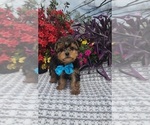 Small #2 Yorkshire Terrier