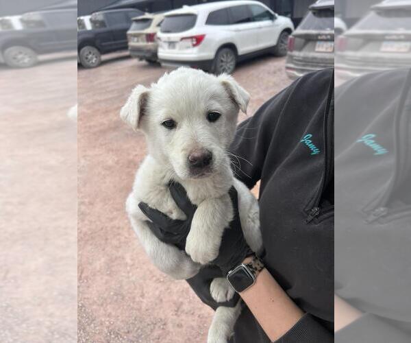 Medium Photo #2 Labrador Retriever-Unknown Mix Puppy For Sale in Andover, MN, USA