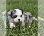 Small #1 Shih Aussie