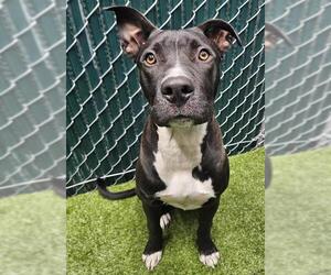 Medium American Pit Bull Terrier