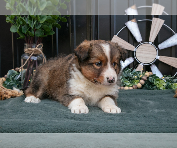 Medium Photo #16 Shel-Aussie Puppy For Sale in HILLSBORO, OH, USA