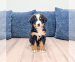 Small #1 Bernese Mountain Dog