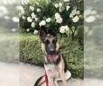 Small Photo #2 German Shepherd Dog Puppy For Sale in Dana Point, CA, USA