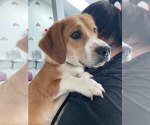 Basset Hound-Unknown Mix Dogs for adoption in Brookville, OH, USA