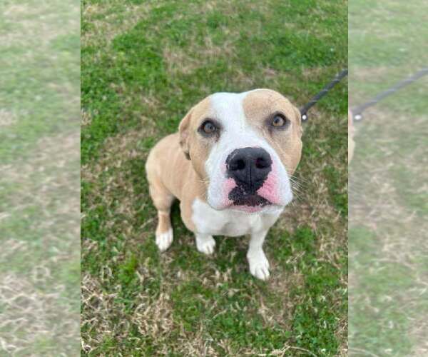 Medium Photo #2 Mutt Puppy For Sale in Abbeville, LA, USA