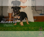 Small #1 American Bully