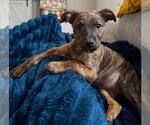 Small American Pit Bull Terrier-Chihuahua Mix