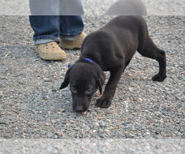 Medium Photo #4 Labrador Retriever Puppy For Sale in GREENWOOD, WI, USA