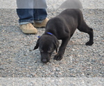 Small #3 Labrador Retriever