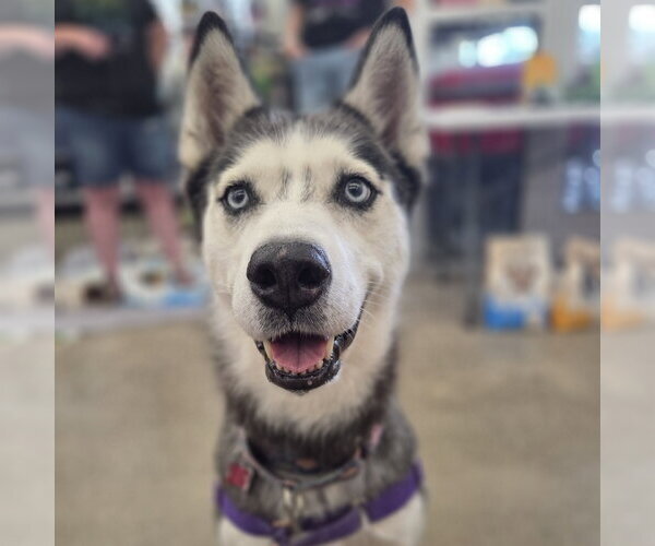 Medium Photo #6 Siberian Husky Puppy For Sale in Fargo, ND, USA