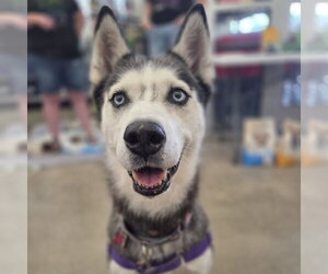 Sweatpants - Female Siberian Husky Dog for Adoption - Photo #6