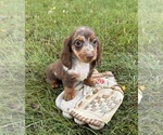 Small #1 Dachshund