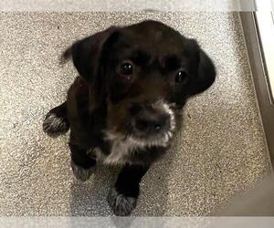 Cairn Terrier-Miniature Schnauzer Mix Dogs for adoption in Orange, CA, USA