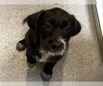 MAIZIE - Female Cairn Terrier-Miniature Schnauzer Mix Dog for Adoption - Small photo