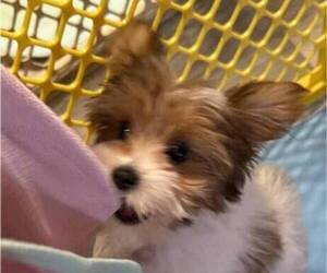 Yorkshire Terrier Puppy for sale in FORT WORTH, TX, USA