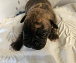 Puppy Diesel Boxer