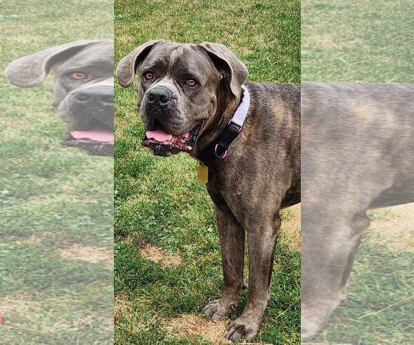 Medium Photo #4 Mutt Puppy For Sale in Belleville, MI, USA