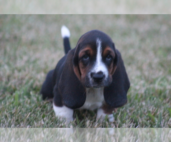 Medium Photo #50 Basset Hound Puppy For Sale in MEMPHIS, MO, USA