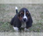 Small Photo #50 Basset Hound Puppy For Sale in MEMPHIS, MO, USA