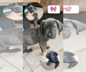 Cane Corso Puppy for sale in CORONA, CA, USA