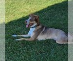 Small #7 Dutch Shepherd -Huskies  Mix