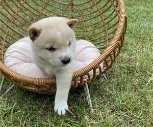 Shiba Inu Puppy for sale in LUGOFF, SC, USA