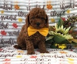 Small #3 Cavapoo-Poodle (Miniature) Mix