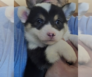 Pembroke Welsh Corgi Puppy for sale in URBANA, IL, USA