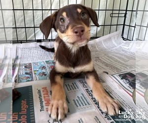 Mutt Dogs for adoption in Washington, DC, USA