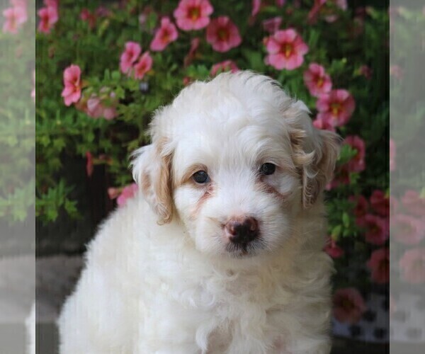 Medium Photo #4 Bernedoodle-Poodle (Miniature) Mix Puppy For Sale in EAST EARL, PA, USA