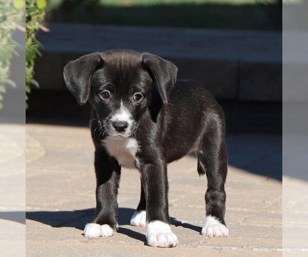 Medium Photo #8 Labrador Retriever-Unknown Mix Puppy For Sale in San Diego, CA, USA