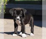 Small #7 Labrador Retriever Mix