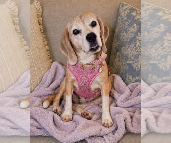 Medium Photo #6 Beagle Puppy For Sale in Dunnellon, FL, USA