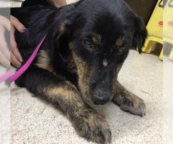 Medium Photo #1 Australian Shepherd-Unknown Mix Puppy For Sale in Riverside, CA, USA