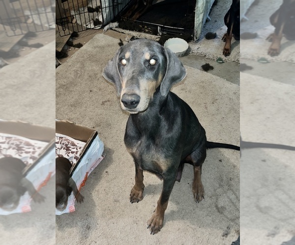 Medium Photo #1 Doberman Pinscher Puppy For Sale in HESPERIA, CA, USA