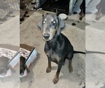 Small Photo #1 Doberman Pinscher Puppy For Sale in HESPERIA, CA, USA