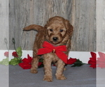 Small Photo #1 Goldendoodle-Poodle (Miniature) Mix Puppy For Sale in HONEY BROOK, PA, USA