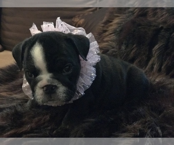 Medium Photo #27 English Bulldog Puppy For Sale in STUART, FL, USA
