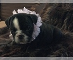Small Photo #27 English Bulldog Puppy For Sale in STUART, FL, USA