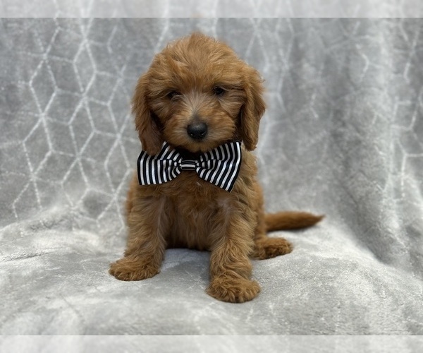 Medium Photo #1 Goldendoodle (Miniature) Puppy For Sale in LAKELAND, FL, USA
