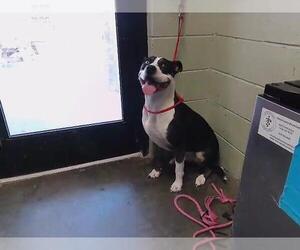 Catahoula Leopard Dog-Labrador Retriever Mix Dogs for adoption in Tulsa, OK, USA