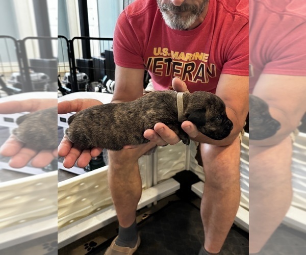 Medium Photo #6 Cane Corso Puppy For Sale in REEVESVILLE, SC, USA